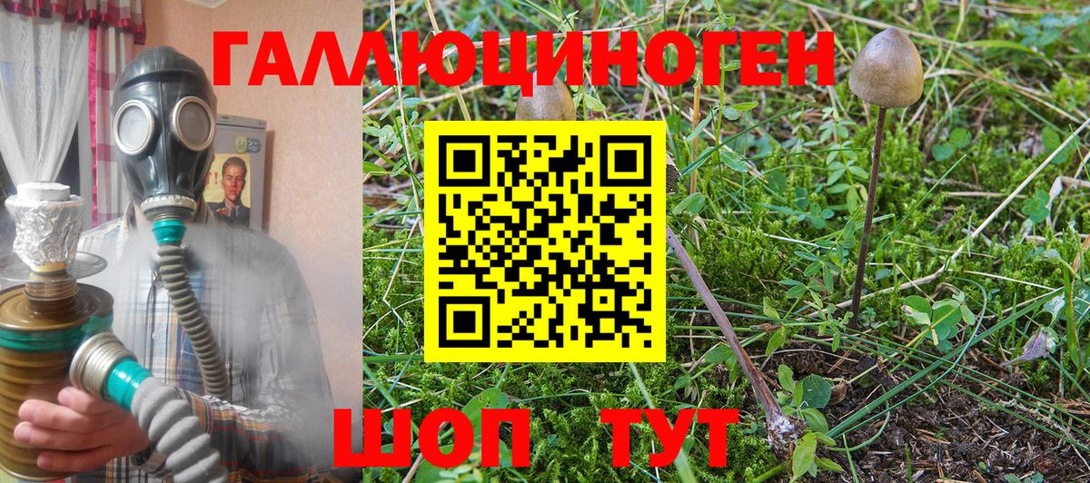 Псилоцибиновые грибы Psilocybe  хочу   Бор  Вход с VPN 